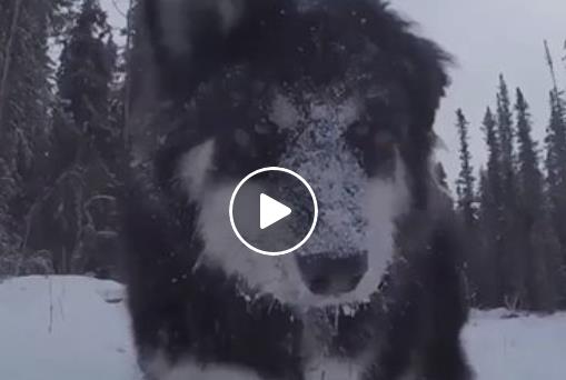 Die Reaktion, wenn dieser Hund Schnee sieht, ist unbezahlbar! | EIN HERZ FÜR TIERE Magazin