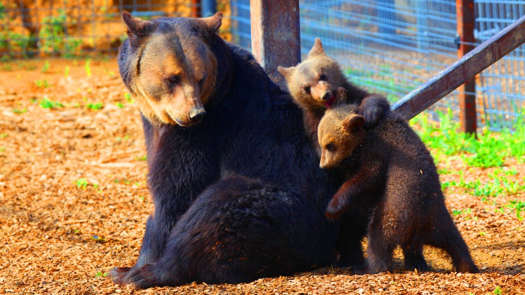 PETA Has Now Saved 60 Bears From Tiny Pens and Concrete Hells | Blog | PETA Latino