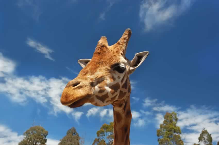 Baby Giraffe Dies After Collision With Zoo Enclosure’s Wall | Blog | PETA Latino