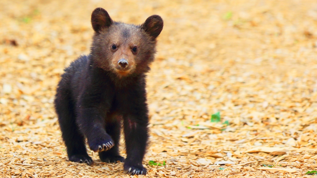 14 Pictures of the Cutest Bear Cubs You'll Ever See | Blog | PETA Latino
