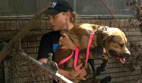 ¿Estaría protegido tu animal de compañía en caso de un desastre? | Blog | PETA Latino
