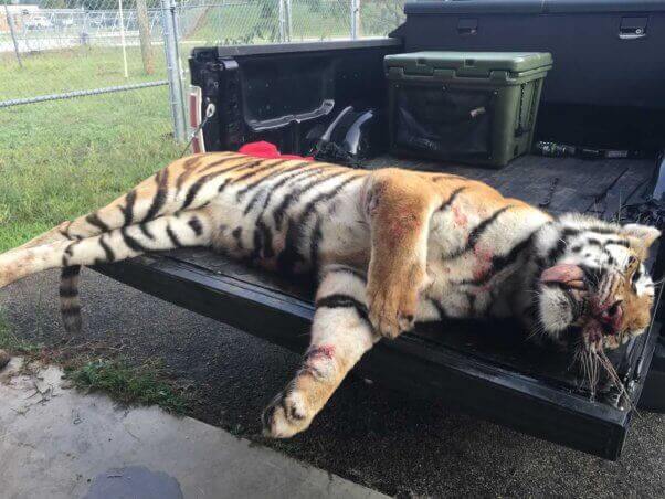 Fotos gráficas muestran a un tigre de Ringling Bros muerto a tiros. | Blog | PETA Latino