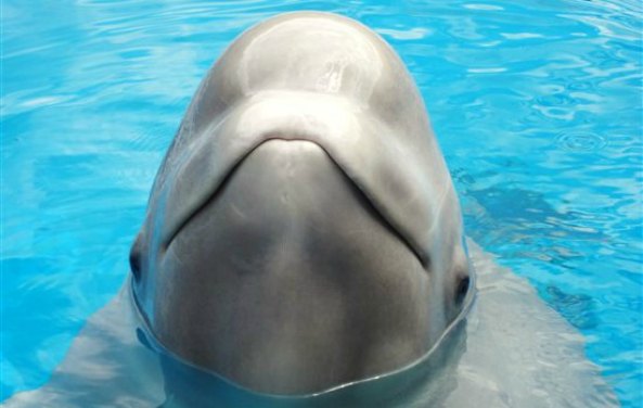 Victory! Georgia Aquarium's Application to Import Belugas Denied | Blog | PETA Latino