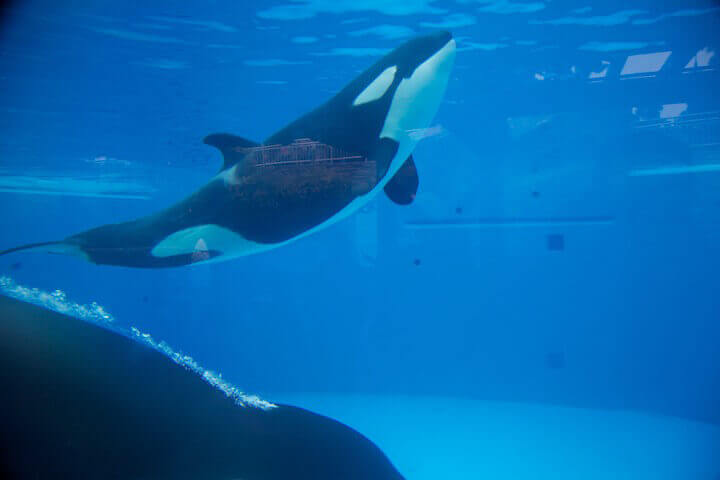 Noticia de último momento: La lucha contra SeaWorld ganó el primer round: ¡Se termina la crianza de orcas! | Blog | PETA Latino