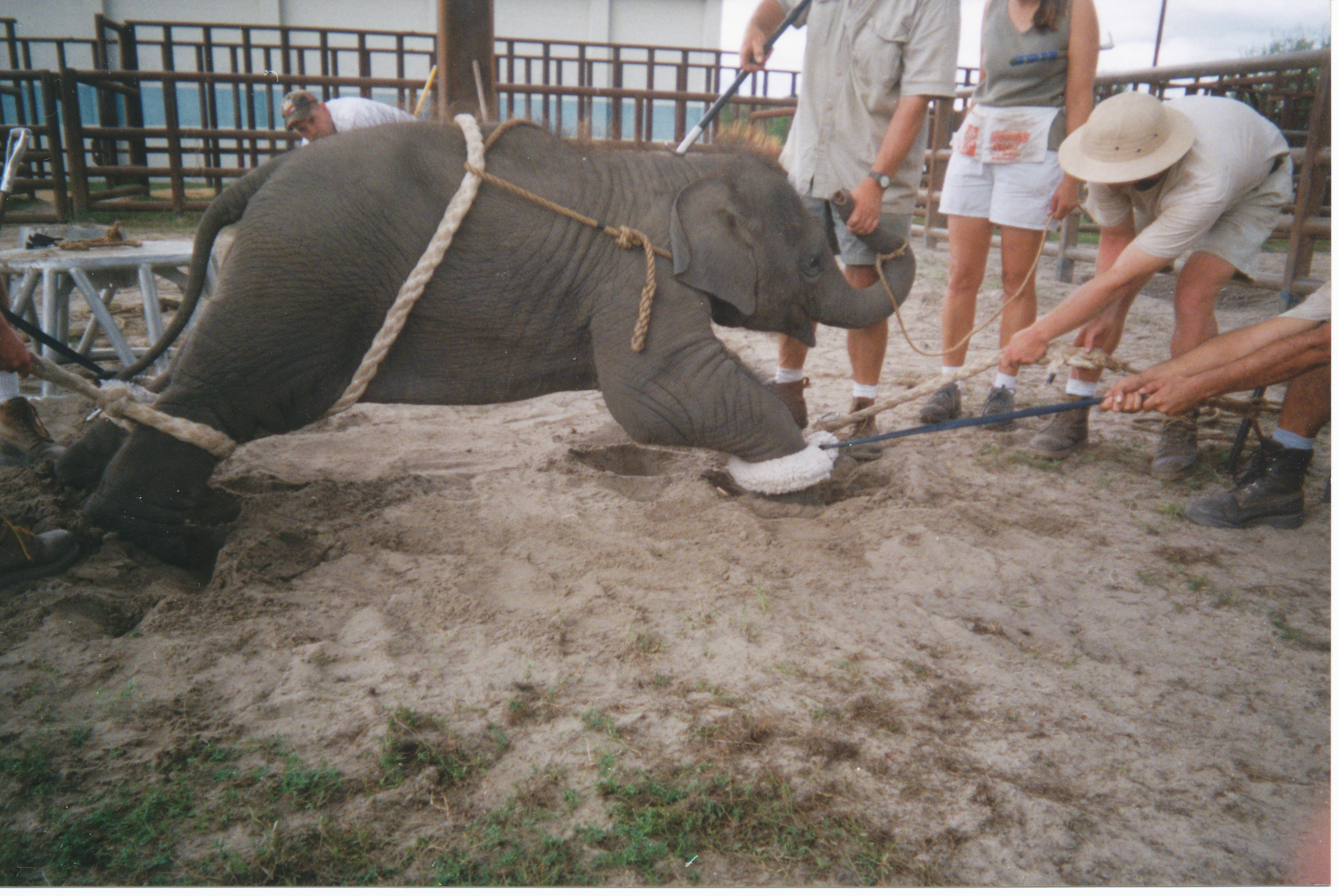 The 5 Most Shocking Reasons You Should Avoid Circuses That Use Elephants | Blog | PETA Latino