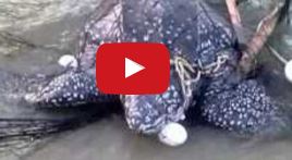 Diese Schildkröte hat sich in einem Netz verheddert. Dank Helfer kann Sie wieder zurück ins Meer | EIN HERZ FÜR TIERE Magazin