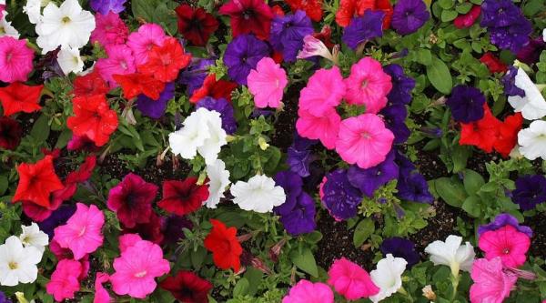 Flores resistentes para tu jardín - EcologíaVerde