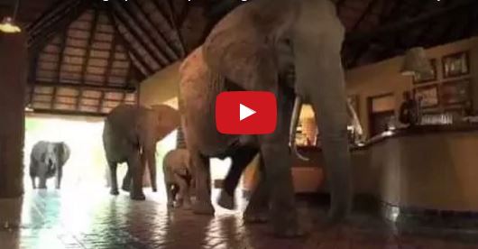 Das Elefanten-Hotel in Afrika: Hautnahe Erfahrungen mit den Dickhäutern | EIN HERZ FÜR TIERE Magazin