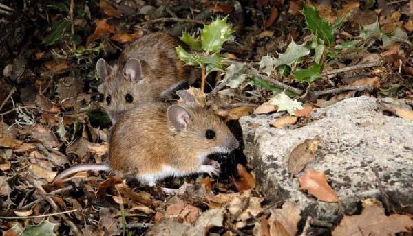 La importancia de los ratones de campo - EcologíaVerde