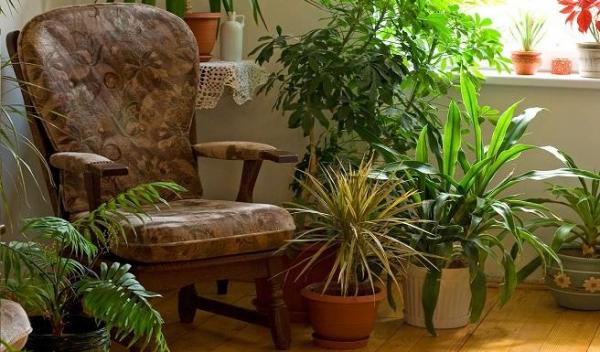 Las mejores plantas de interior para las casas de campo - EcologíaVerde