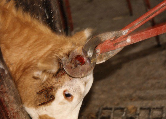 El descornar es tortura para las vacas | Blog | PETA Latino