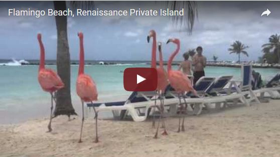 Das ist keine Szene aus dem Zoo. Hier kann man Flamingos live erleben! | EIN HERZ FÜR TIERE Magazin