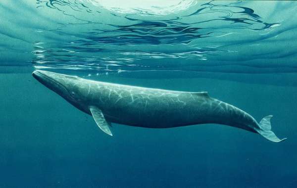 В Тайланде умер  кит, который проглотил 80 пластиковых пакетов.