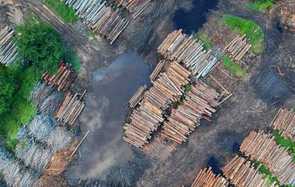 Окружающая среда: 352 м² леса ежегодно уничтожается для КАЖДОГО француза.