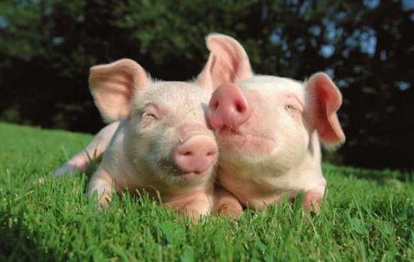 Потребление свинины во Франции