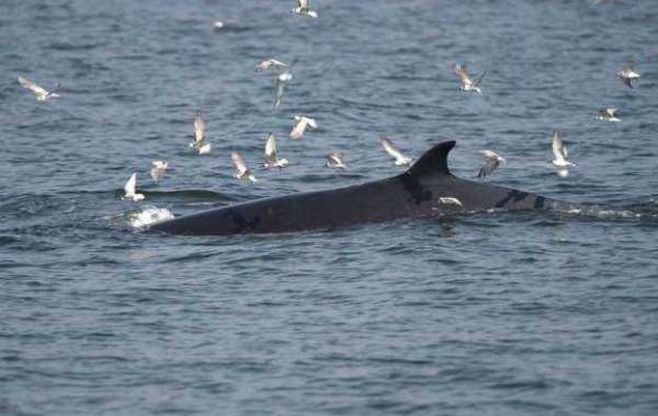 VIDÉO. WWF dénonce "l'agonie" de Fluker, une baleine blessée par l'Homme en Méditerranée