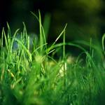 Sod Green Artifical Grass