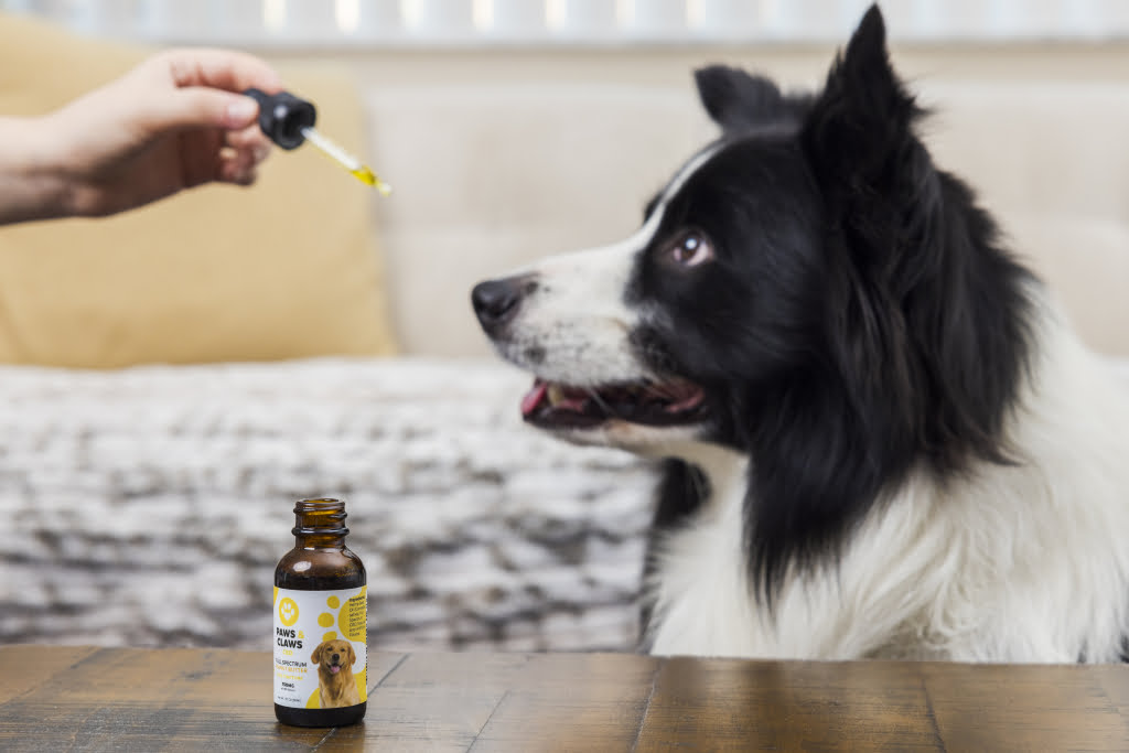 The Ultimate Guide to Choosing the Right CBD Oil for Your Dog