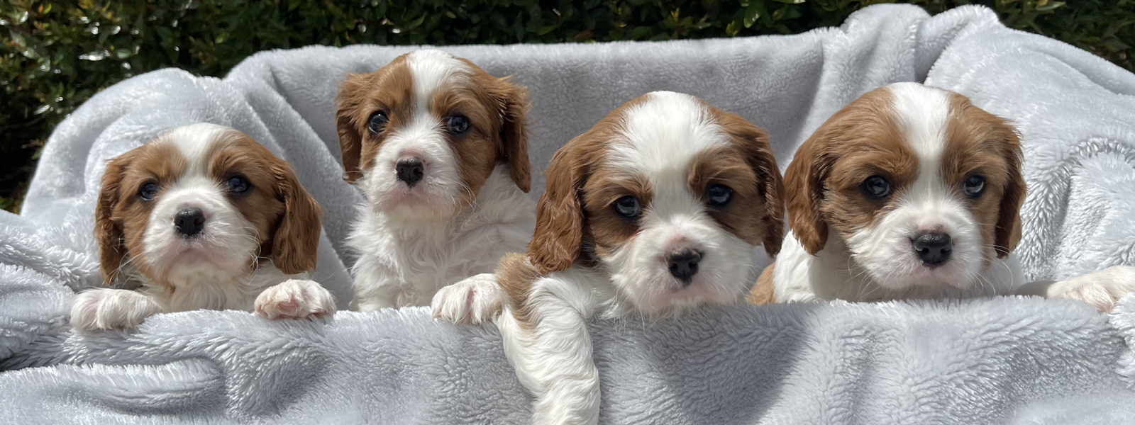 Cavalier King Charles Spaniel Puppies for Sale Victoria