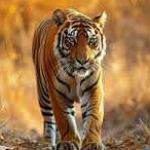 Hossain hossainmd1